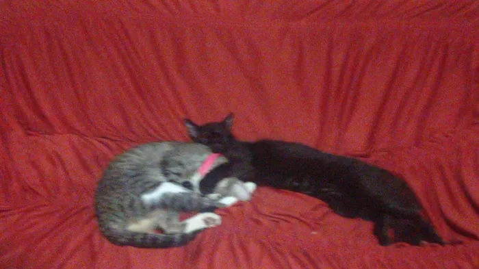 Gato raça SRD-ViraLata idade 1 ano nome Sinhá e Fumaça 