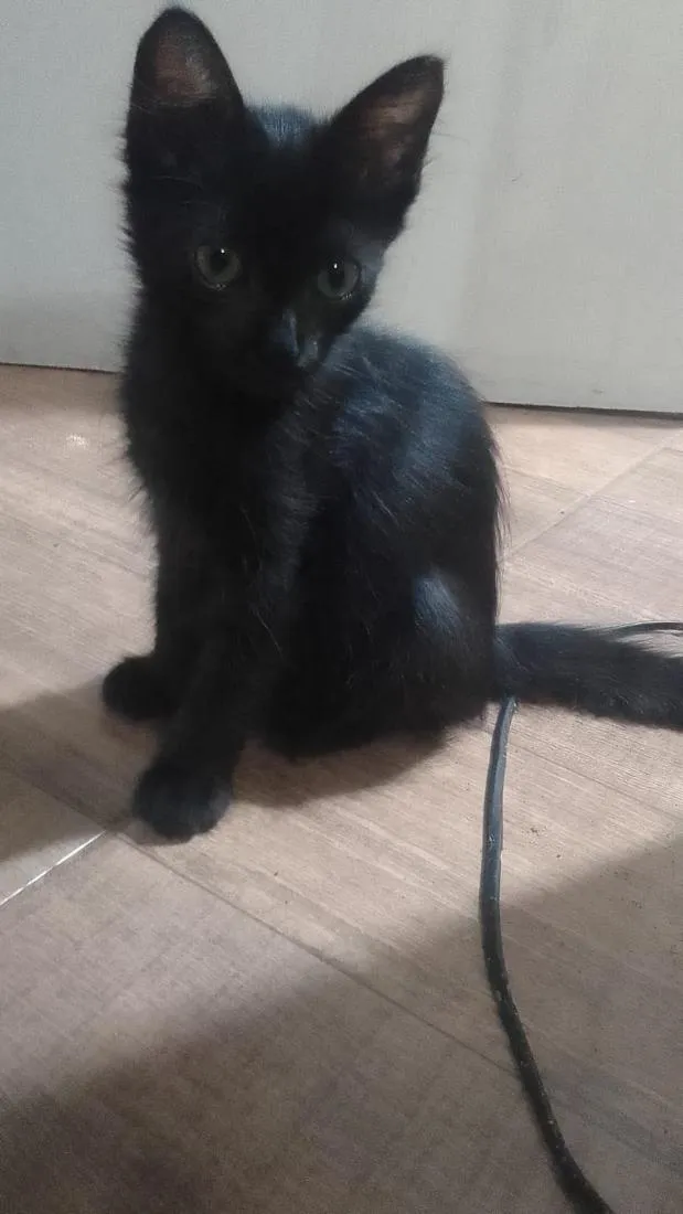Gato raça SRD-ViraLata idade 1 ano nome Sinhá e Fumaça 