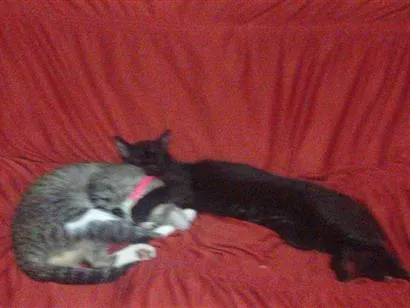 Gato raça SRD-ViraLata idade 1 ano nome Sinhá e Fumaça 