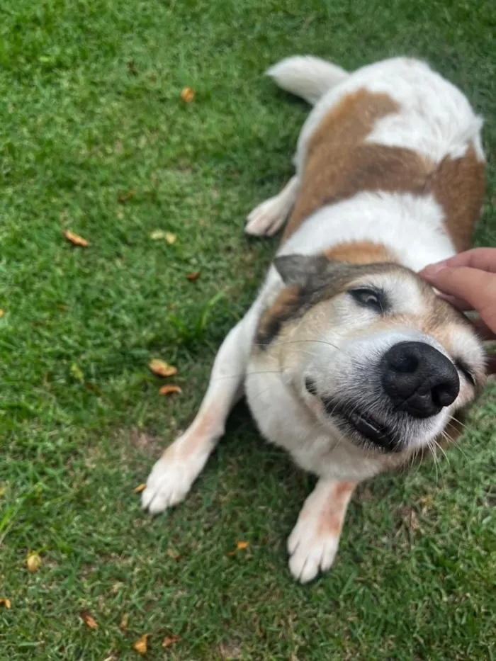Cachorro raça SRD-ViraLata idade 6 ou mais anos nome Tony