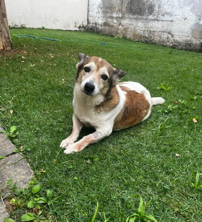 Cachorro raça SRD-ViraLata idade 6 ou mais anos nome Tony