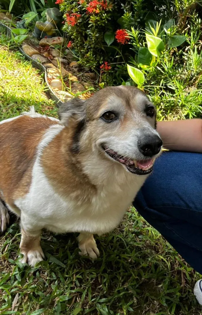 Cachorro raça SRD-ViraLata idade 6 ou mais anos nome Tony