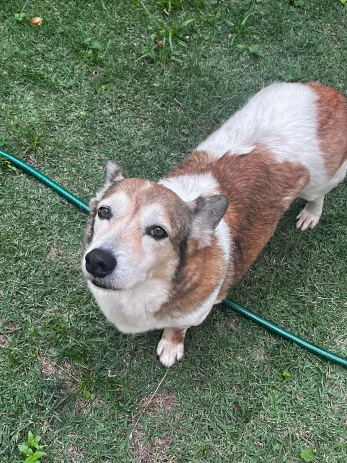Cachorro raça SRD-ViraLata idade 6 ou mais anos nome Tony