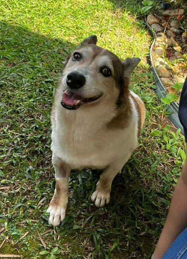 Cachorro raça SRD-ViraLata idade 6 ou mais anos nome Tony