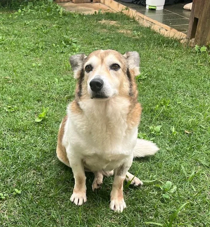 Cachorro raça SRD-ViraLata idade 6 ou mais anos nome Tony