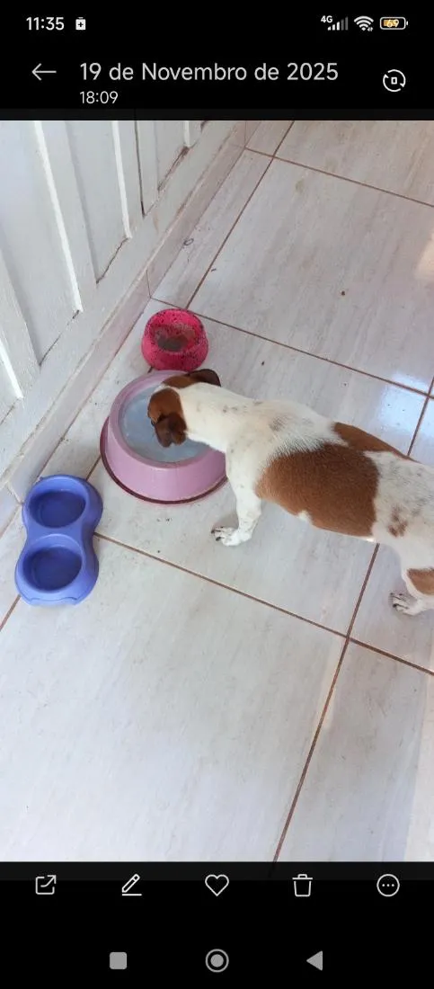 Cachorro raça SRD-ViraLata idade 2 anos nome Rayane