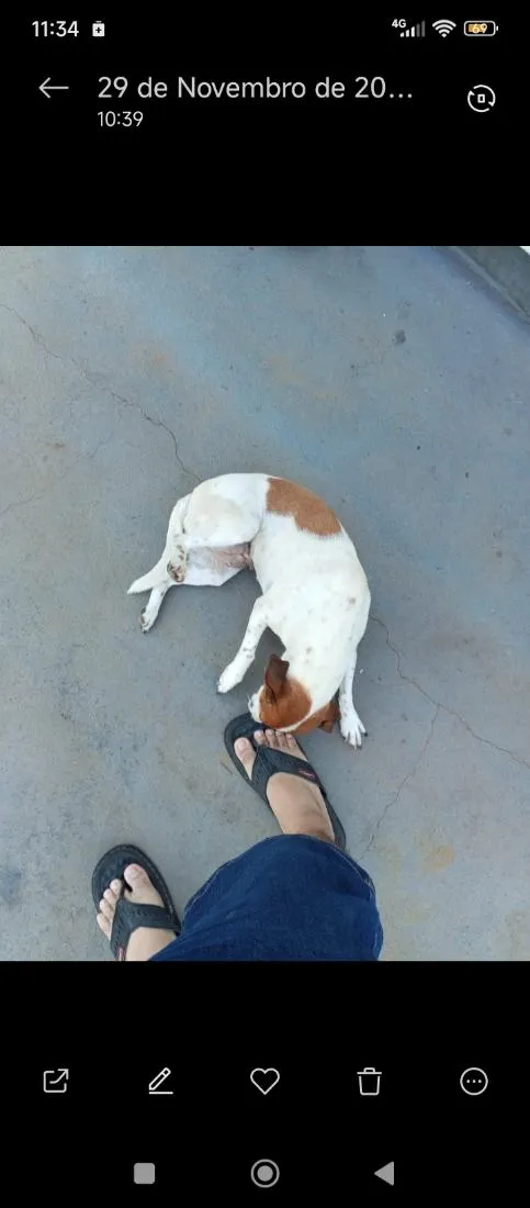 Cachorro raça SRD-ViraLata idade 2 anos nome Rayane