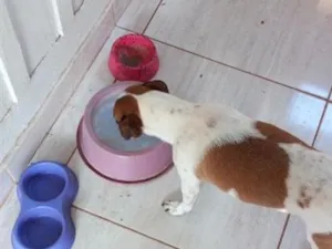 Cachorro raça SRD-ViraLata idade 2 anos nome Rayane