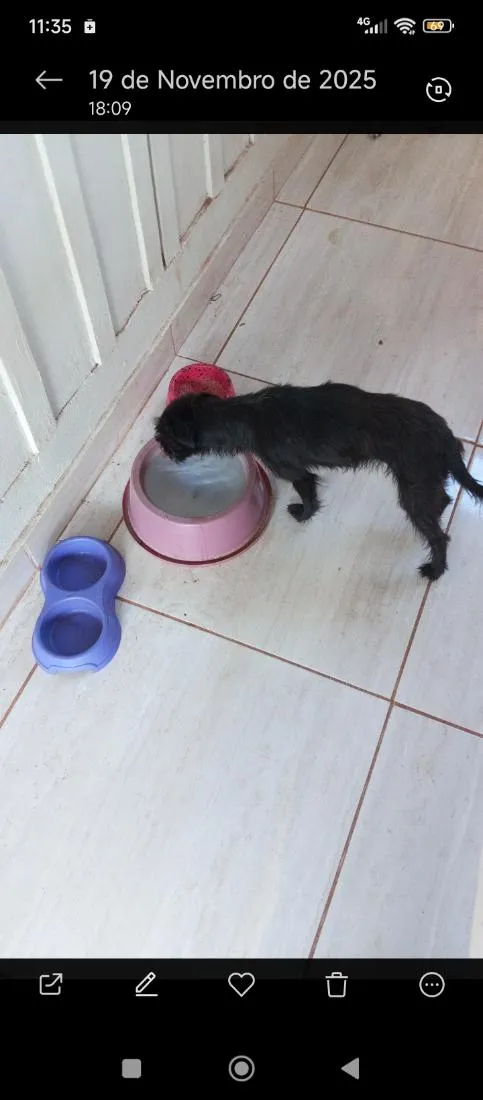 Cachorro raça SRD-ViraLata idade 5 anos nome Nega