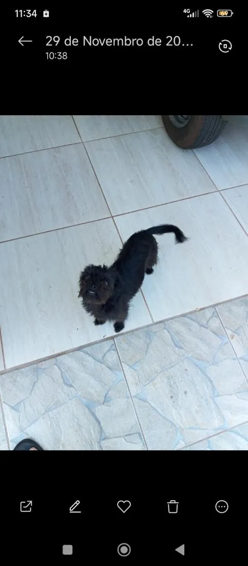 Cachorro raça SRD-ViraLata idade 5 anos nome Nega