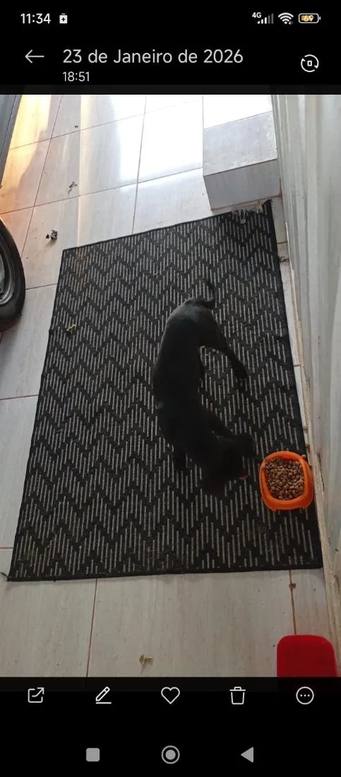 Cachorro raça SRD-ViraLata idade 7 a 11 meses nome Bruce
