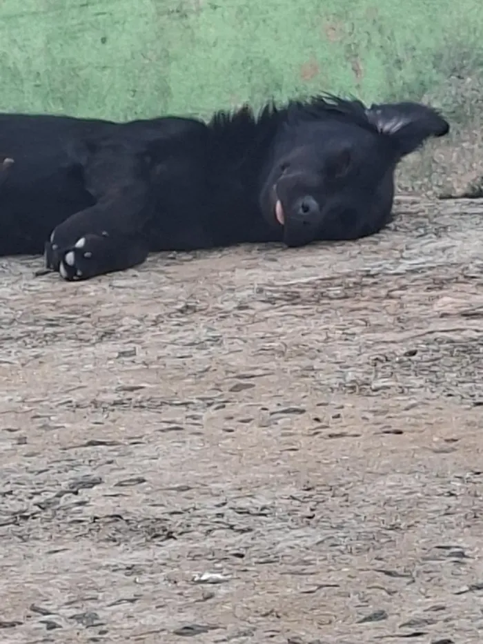 Cachorro raça SRD-ViraLata idade 7 a 11 meses nome Nala