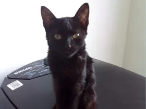 Gato raça SRD-ViraLata idade 2 a 6 meses nome Jhon e Jane