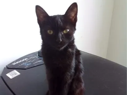 Gato raça SRD-ViraLata idade 2 a 6 meses nome Jhon e Jane