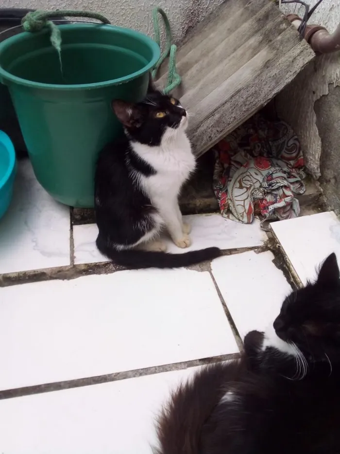 Gato raça SRD-ViraLata idade 2 a 6 meses nome Íris