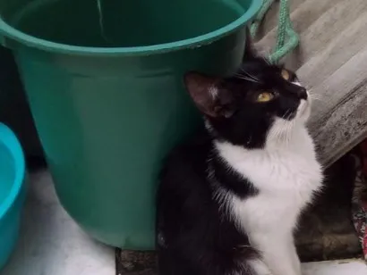 Gato raça SRD-ViraLata idade 2 a 6 meses nome Íris