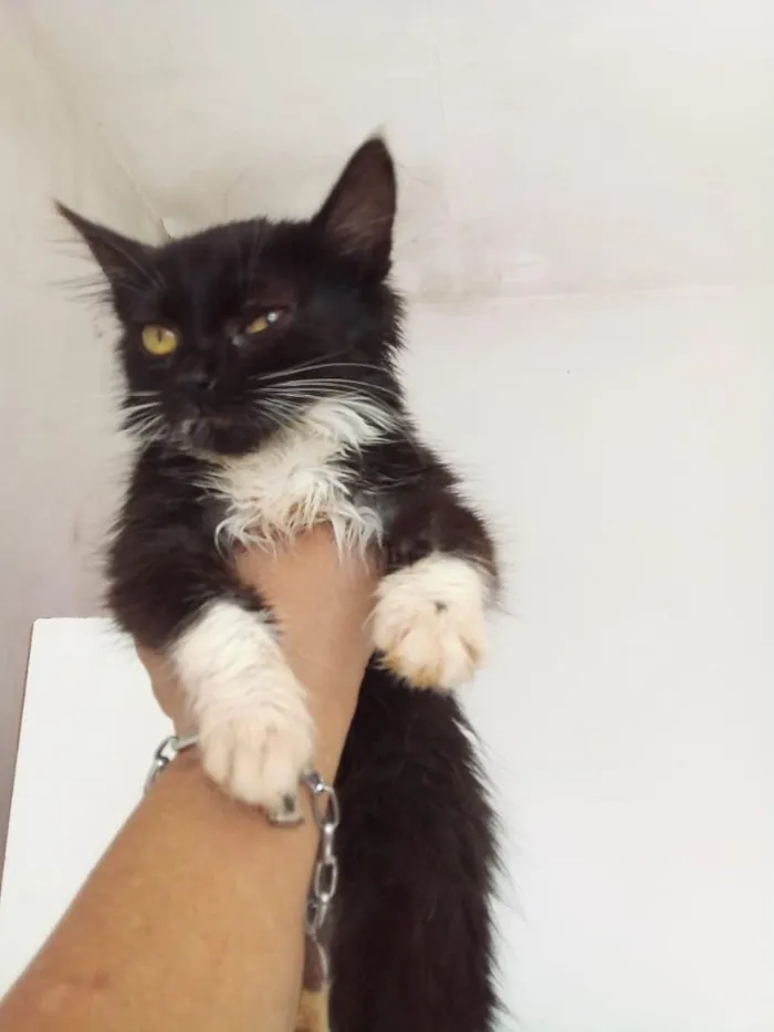 Gato raça SRD-ViraLata idade 2 a 6 meses nome Jeine