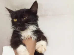 Gato raça SRD-ViraLata idade 2 a 6 meses nome Jeine