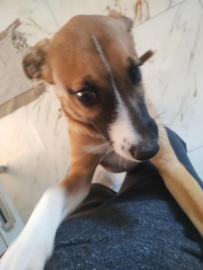 Cachorro raça SRD-ViraLata idade 2 a 6 meses nome foi chamado de nenê ou de Astor