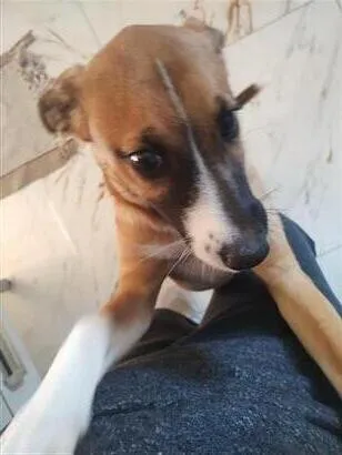 Cachorro raça SRD-ViraLata idade 2 a 6 meses nome foi chamado de nenê ou de Astor