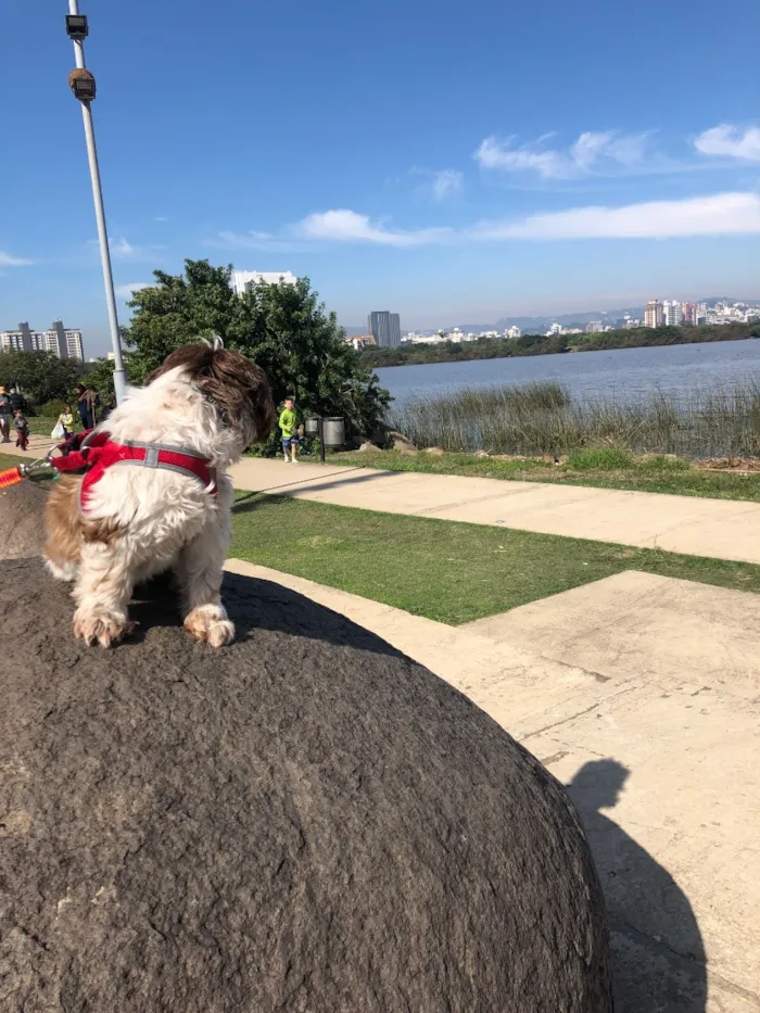 Cachorro raça SRD-ViraLata idade 6 ou mais anos nome Chocolate