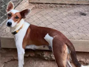 Cachorro raça SRD-ViraLata idade 1 ano nome Mel