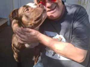 Cachorro raça Pit-Bull idade 4 anos nome Primal