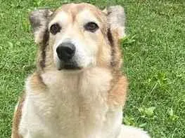 Cachorro raça SRD-ViraLata idade 6 ou mais anos nome Tony