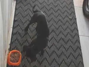 Cachorro raça SRD-ViraLata idade 7 a 11 meses nome Bruce