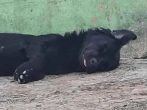 Cachorro raça SRD-ViraLata idade 7 a 11 meses nome Nala