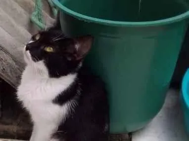 Gato raça SRD-ViraLata idade 2 a 6 meses nome Íris