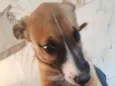 foi chamado de nenê ou de Astor