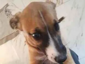 Cachorro raça SRD-ViraLata idade 2 a 6 meses nome foi chamado de nenê ou de Astor