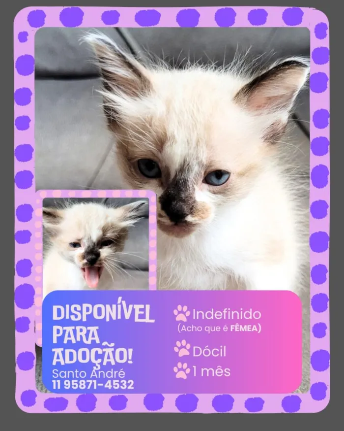 Gato raça SRD-ViraLata idade Abaixo de 2 meses nome Filhotes
