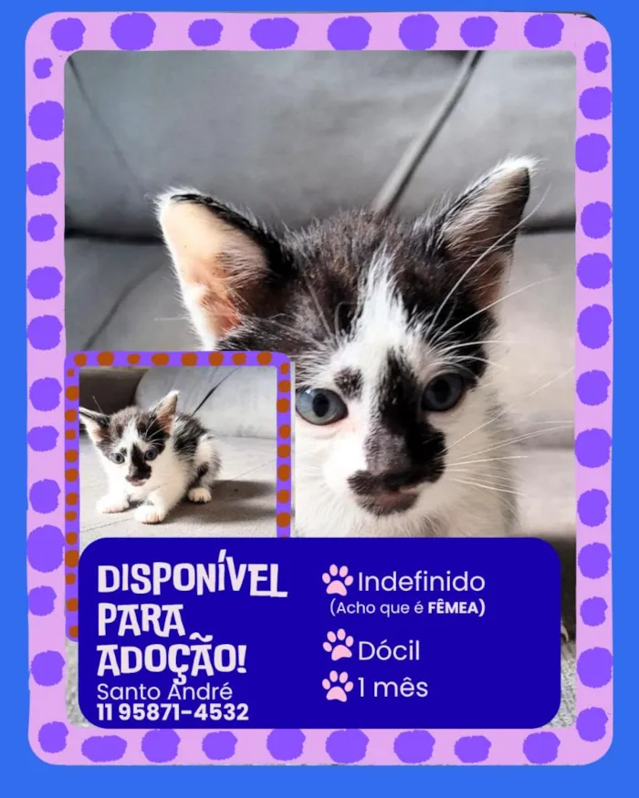 Gato raça SRD-ViraLata idade Abaixo de 2 meses nome Filhotes