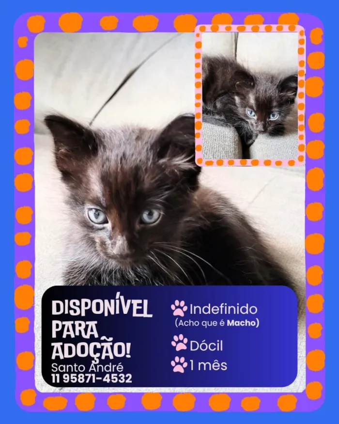 Gato raça SRD-ViraLata idade Abaixo de 2 meses nome Filhotes