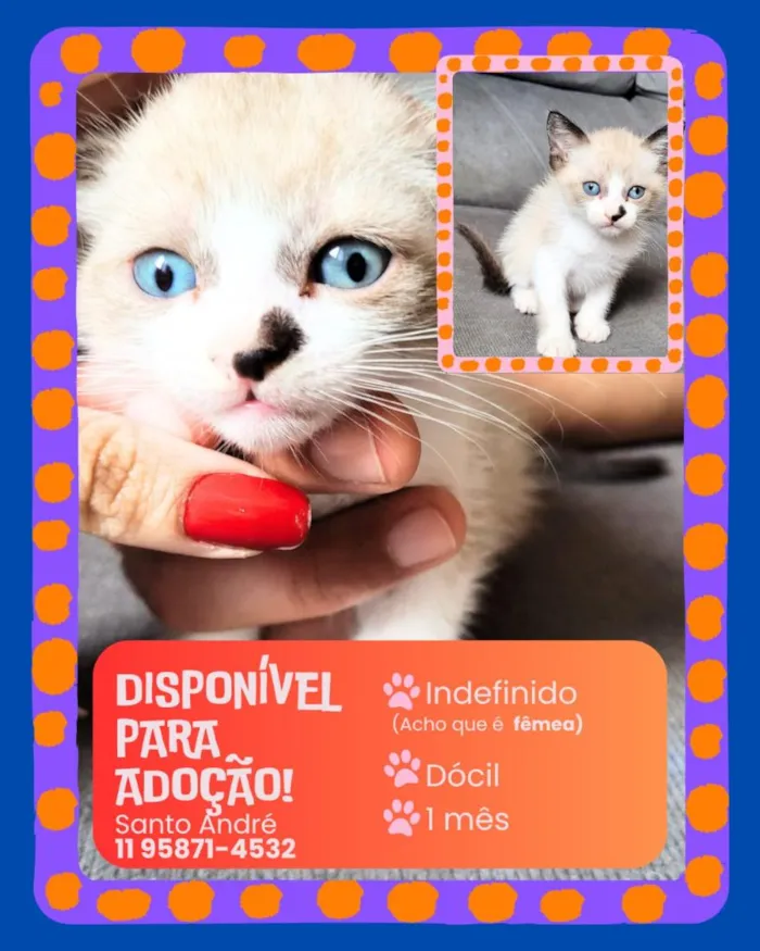 Gato raça SRD-ViraLata idade Abaixo de 2 meses nome Filhotes