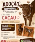 Cacau