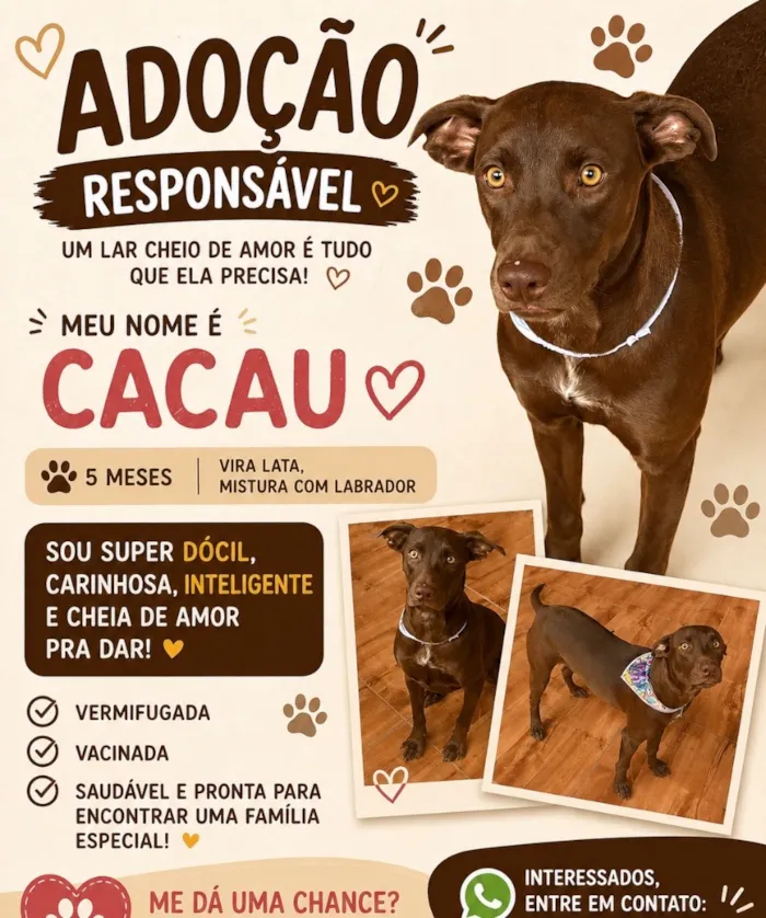 Cachorro raça SRD-ViraLata idade 2 a 6 meses nome Cacau