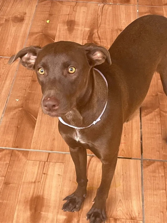 Cachorro raça SRD-ViraLata idade 2 a 6 meses nome Cacau