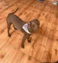 Cacau