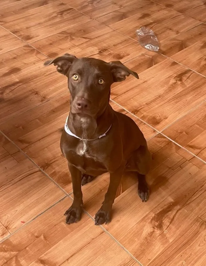 Cachorro raça SRD-ViraLata idade 2 a 6 meses nome Cacau