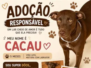 Cachorro raça SRD-ViraLata idade 2 a 6 meses nome Cacau