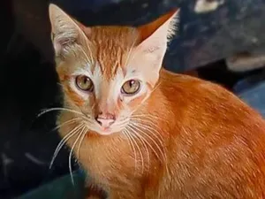 Gato raça SRD-ViraLata idade 7 a 11 meses nome Loirinho