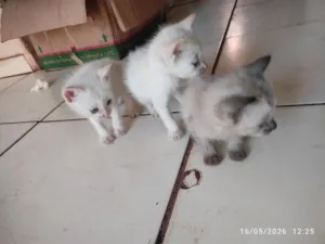 Gato raça SRD-ViraLata idade Abaixo de 2 meses nome Yuri Sonchini e Maurício 