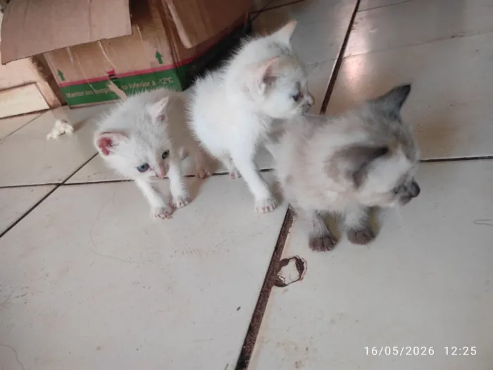 Gato raça SRD-ViraLata idade Abaixo de 2 meses nome Yuri Sonchini e Maurício 