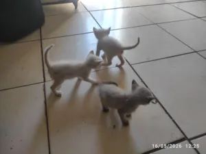 Gato raça SRD-ViraLata idade Abaixo de 2 meses nome Yuri Sonchini e Maurício 