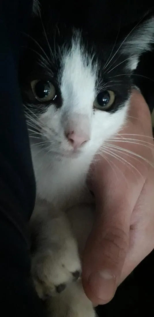 Gato raça SRD-ViraLata idade 2 a 6 meses nome Elvira