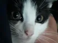 Elvira