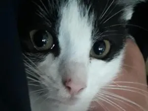 Gato raça SRD-ViraLata idade 2 a 6 meses nome Elvira